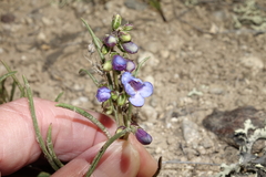 Penstemon penlandii