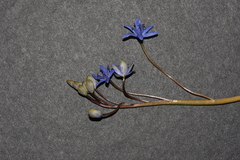 Scilla vindobonensis