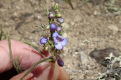 Penstemon penlandii