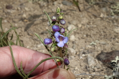 Penstemon penlandii