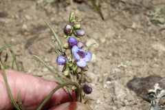 Penstemon penlandii