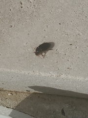 Notiobia terminata