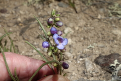 Penstemon penlandii