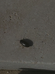 Notiobia terminata