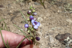 Penstemon penlandii