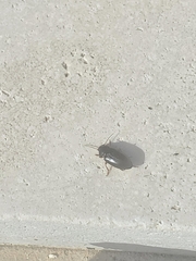 Notiobia terminata