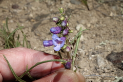 Penstemon penlandii