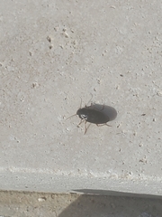 Notiobia terminata