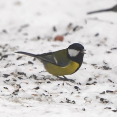 Parus major