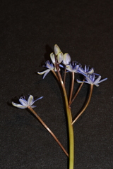 Scilla vindobonensis