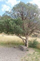 Juniperus deppeana deppeana