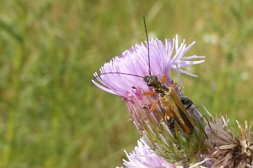 Oedemera podagrariae photo 4