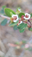 Euphorbia magdalenae