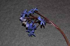 Scilla vindobonensis