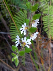 Scaevola hookeri