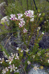 Phylica lachneaeoides