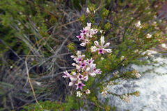 Phylica lachneaeoides