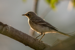 Motacilla alba