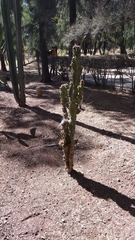 Myrtillocactus geometrizans