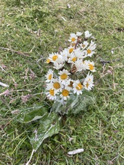 Senecio smithii
