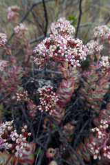 Crassula rupestris rupestris
