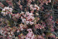 Crassula rupestris rupestris