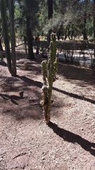 Myrtillocactus geometrizans