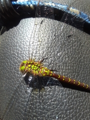 Triacanthagyna septima