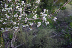 Erica imbricata