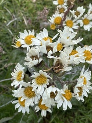 Senecio smithii