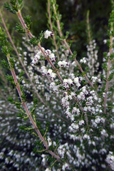 Erica imbricata