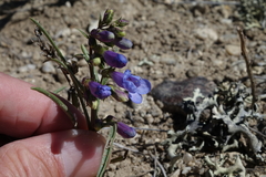 Penstemon penlandii