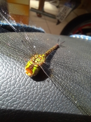 Triacanthagyna septima