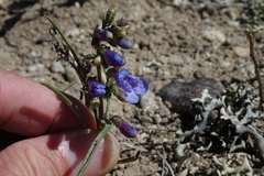Penstemon penlandii