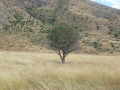 Juniperus deppeana deppeana