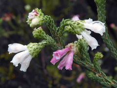 Erica pectinifolia