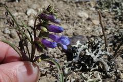 Penstemon penlandii