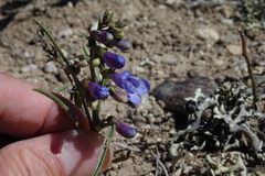 Penstemon penlandii