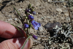 Penstemon penlandii