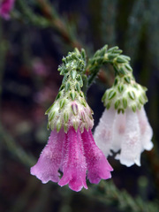 Erica pectinifolia