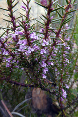 Muraltia juniperifolia