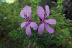 Pelargonium panduriforme