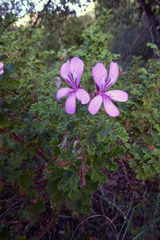 Pelargonium panduriforme