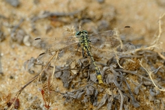 Austrogomphus australis