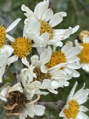 Senecio smithii
