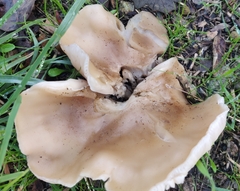 Clitocybe brunneocephala