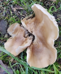 Clitocybe brunneocephala