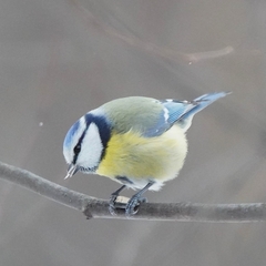 Cyanistes caeruleus