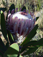Protea lorifolia