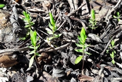 Lysimachia linum-stellatum